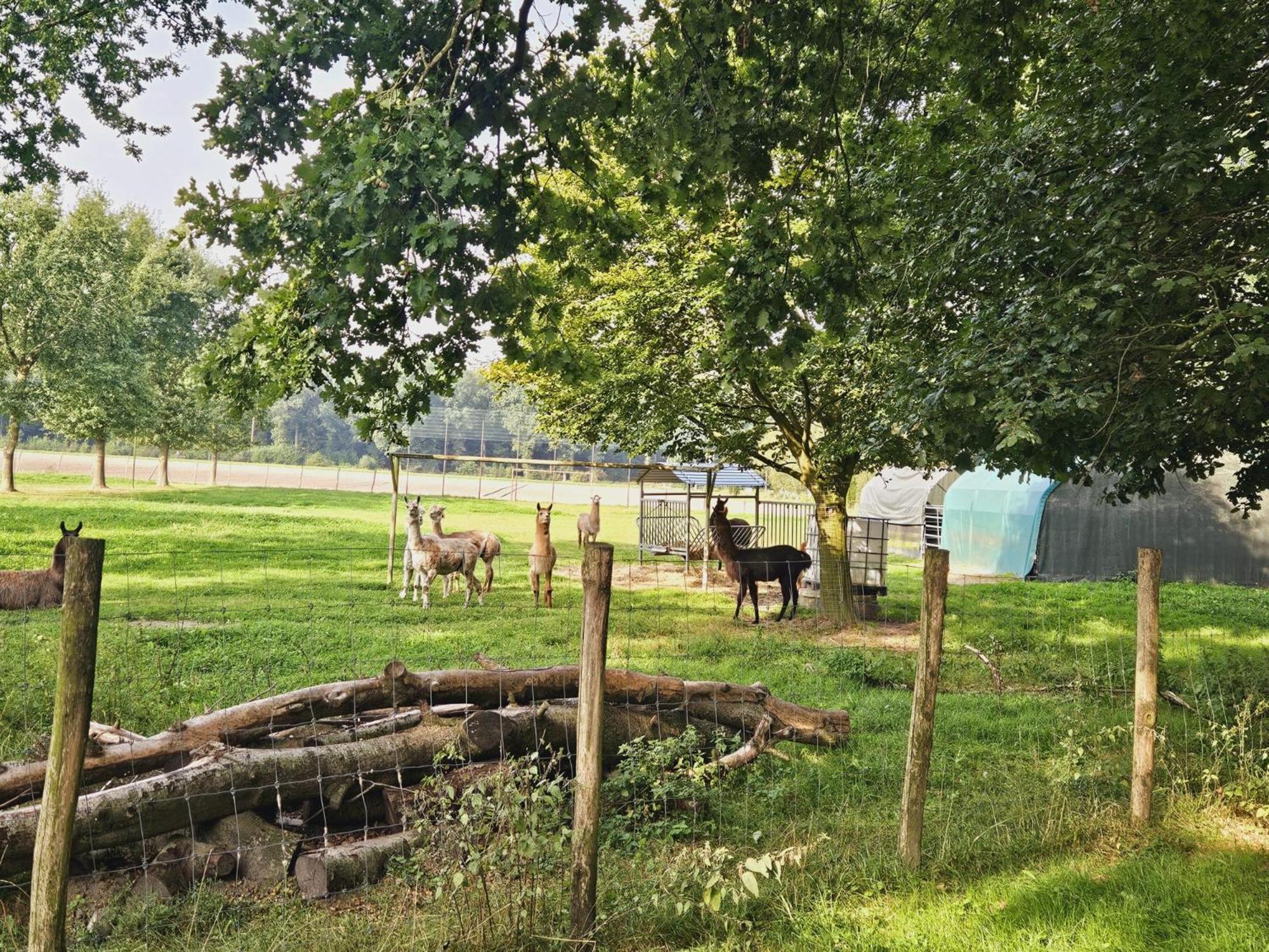 Ferienhaus Banana Lodge Bruchhausen-Vilsen Dış mekan fotoğraf